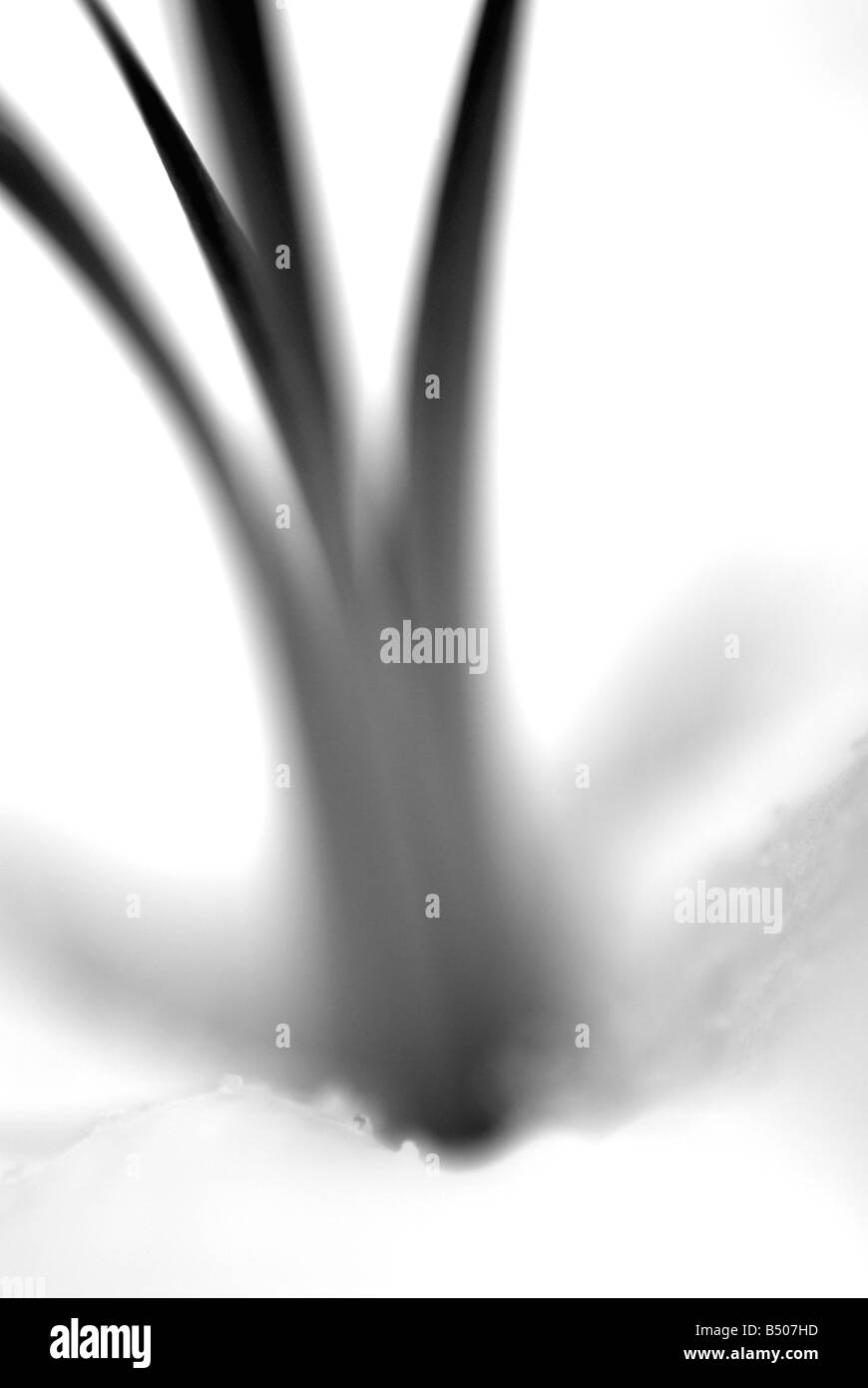 Lilie Stamm schwarz / weiß Stockfoto