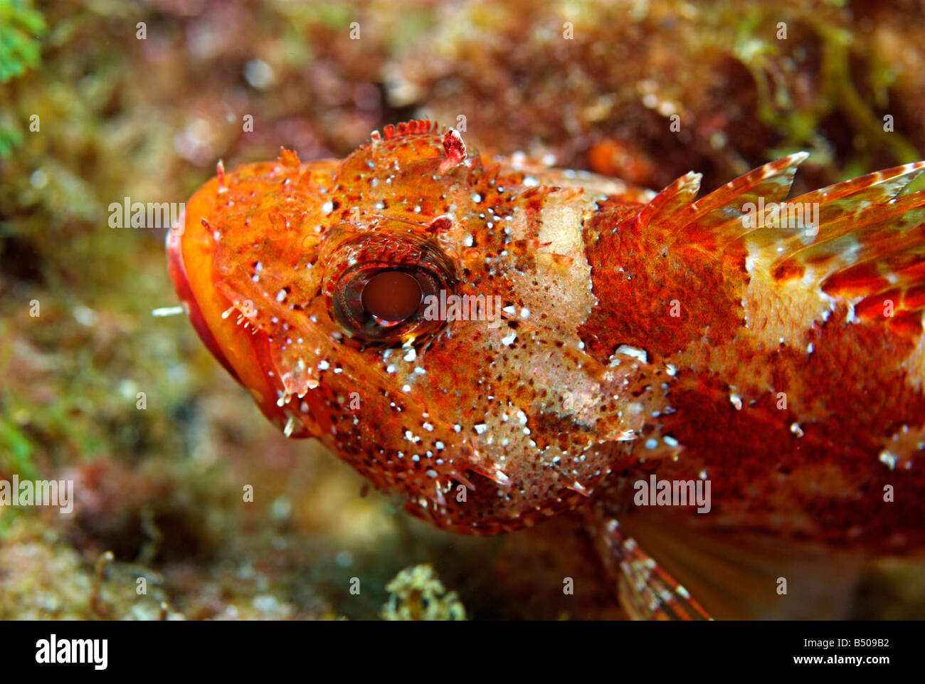 Drachenköpfe oder Madeira Drachenkopf Scorpaena Maderensis unter Wasser Stockfoto