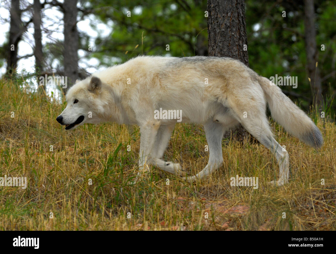 Grey Wolf, Canis lupus Stockfoto