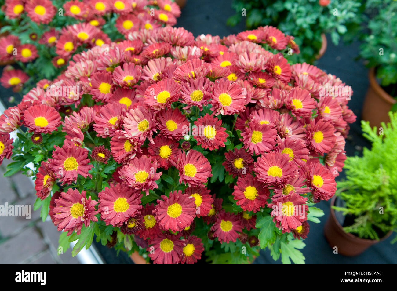 Chrysantheme Compositae/Asteraceae Stockfoto