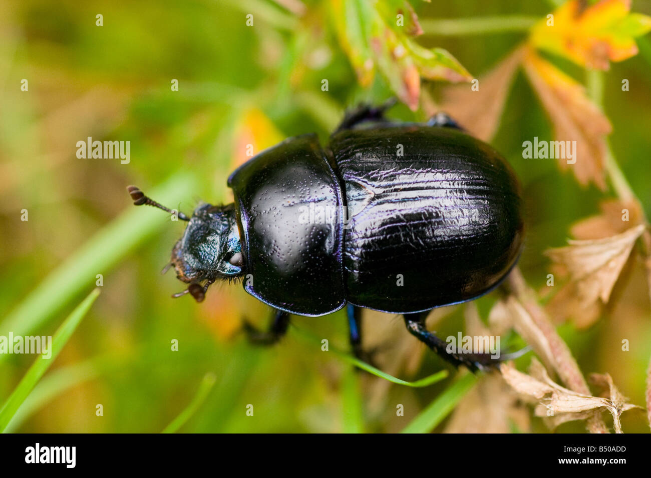 Schwarze Käfer Stockfoto