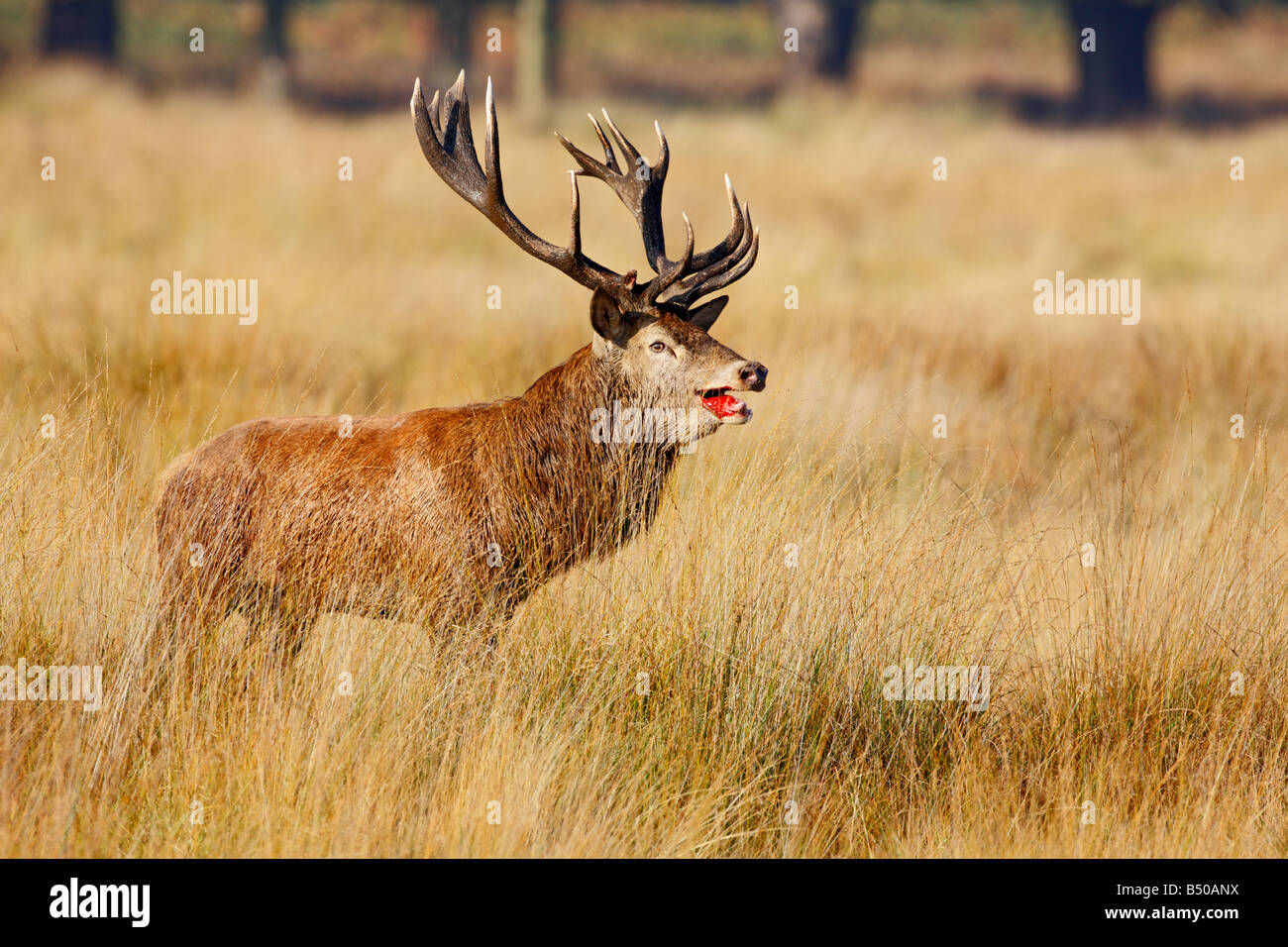 Rothirsch Cervus Elaphus Hirsch mit Blut nach Schlacht Richmond Park in London Stockfoto