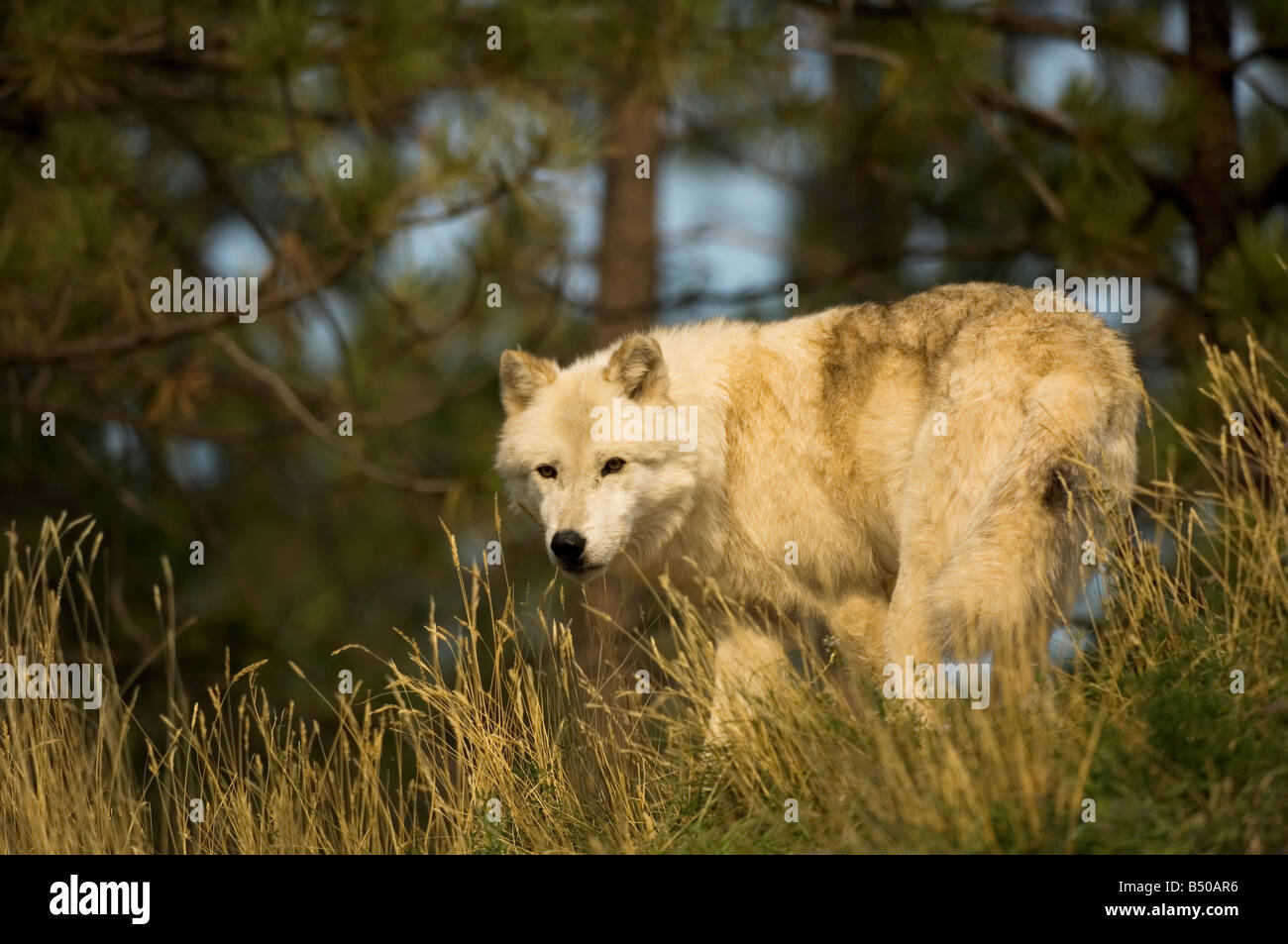 Grey Wolf, Canis lupus Stockfoto