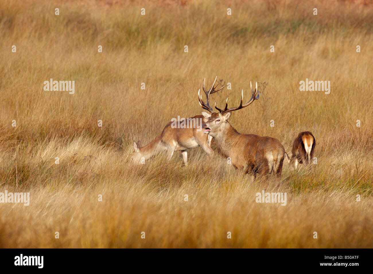 Rothirsch Cervus Elaphus Hirsch mit Hirschkuh Richmond Park London Stockfoto