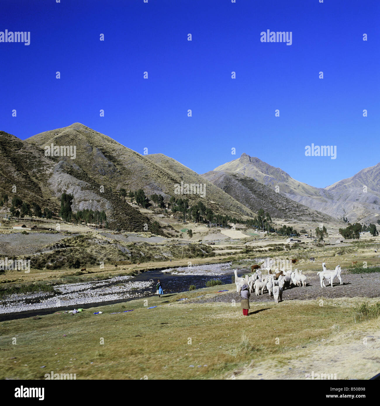 Geographie/Reisen, Peru, Landschaften, lama Herde zwischen Puno und Cusco, Additional-Rights - Clearance-Info - Not-Available Stockfoto