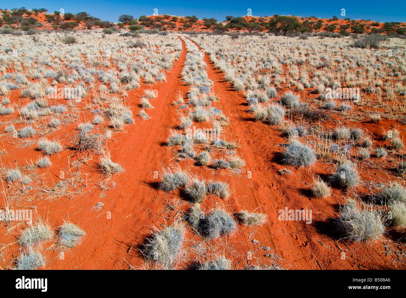 Rote Dünen, Kalahari, Northern Cape, Südafrika Stockfoto