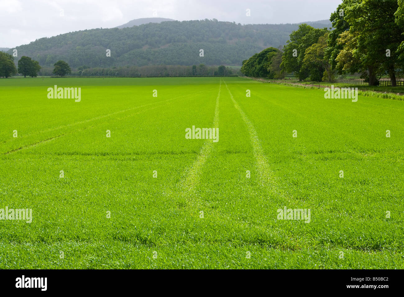 zeitigen Frühjahr Wachstum in Ackerfläche. Schottland Stockfoto