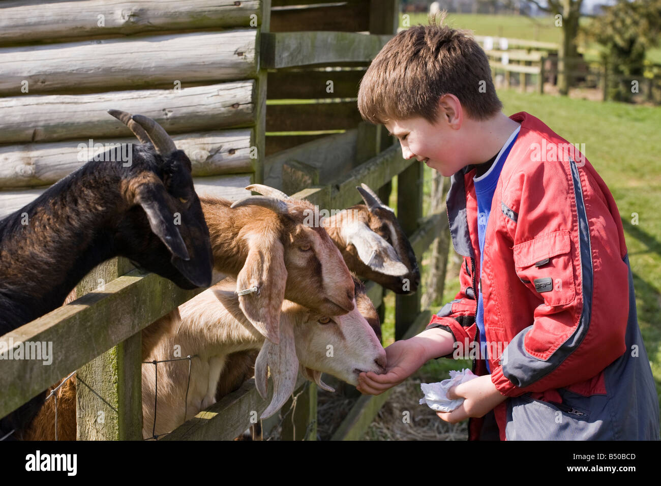 Fütterung der Ziegen im Cotswold Farm Park, in der Nähe von Guiting Power, Gloucestershire, Großbritannien Stockfoto
