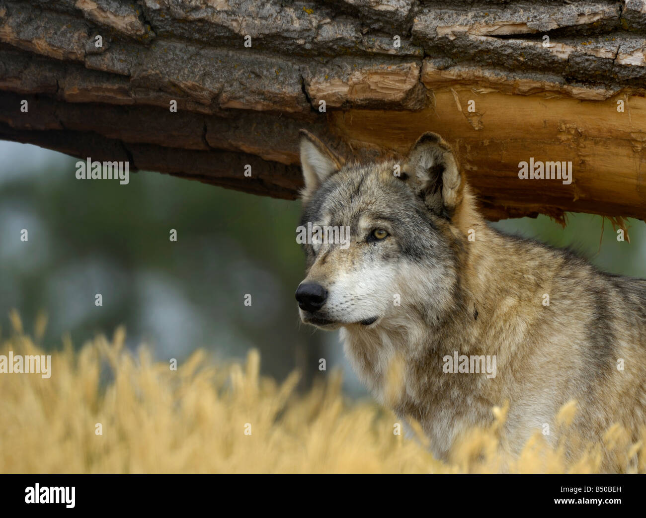 Grey Wolf, Canis lupus Stockfoto