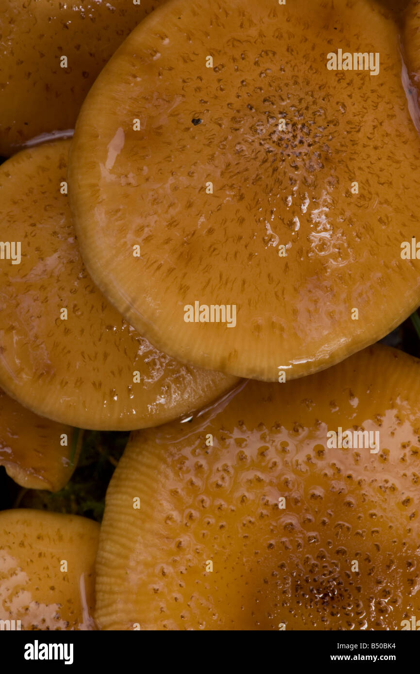 Honig-Pilz Armillaria Mellea Derbyshire Stockfoto