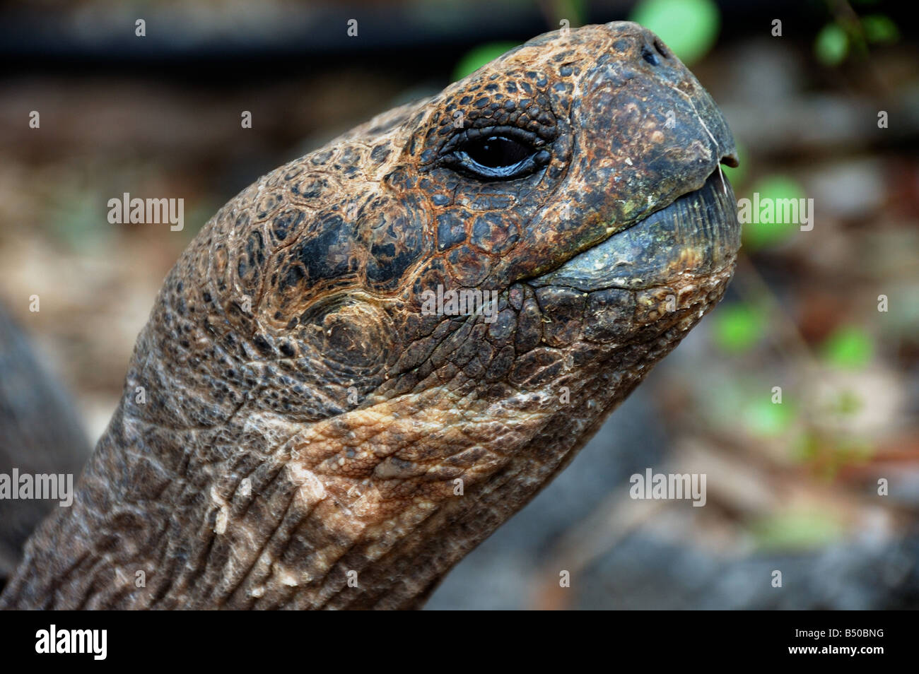 Galapagos Schildkröte Galapagosinseln Ecuador Südamerika Stockfoto