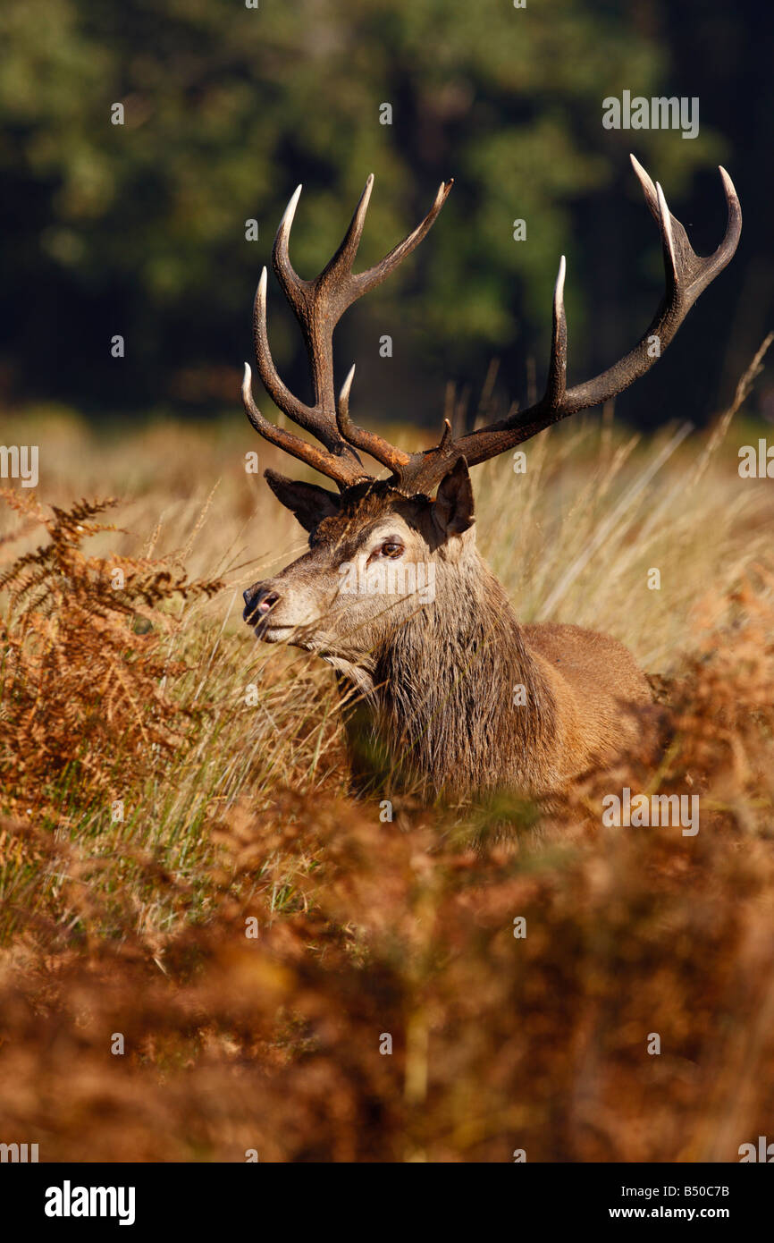 Rothirsch Cervus Elaphus Hirsch alert Richmond Park in London suchen Stockfoto