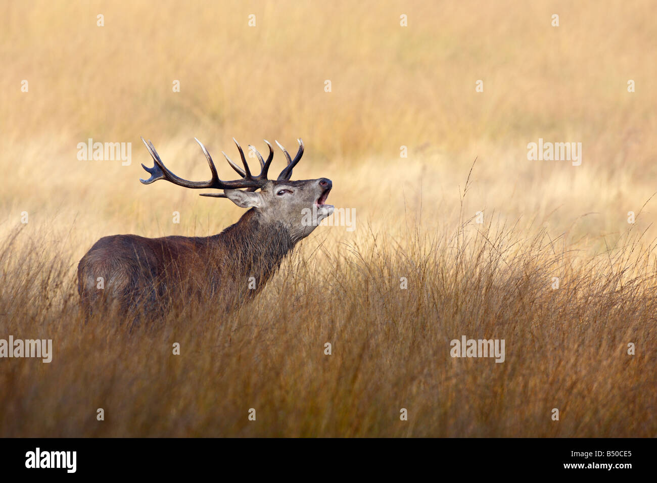 Rothirsch Cervus Elaphus Hirsch brüllen Richmond Park in London Stockfoto