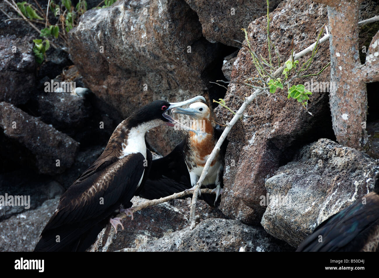 Küken von den großen Fregattvogel auf sein Nest Beeing gefüttert Galapagosinseln Ecuador Südamerika Stockfoto