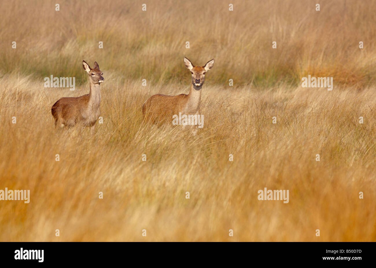 Rothirsch Cervus Elaphus Hinds stehen in Grünland alert Richmond Park in London suchen Stockfoto