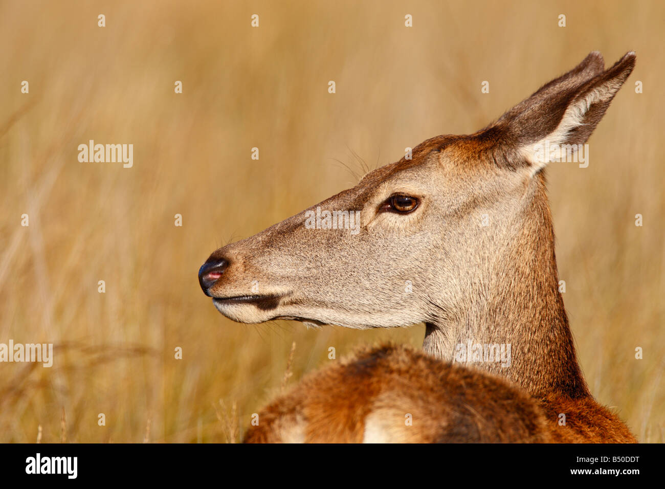 Rothirsch Cervus Elaphus Hind Nahaufnahme des Kopfes Richmond Park London Stockfoto