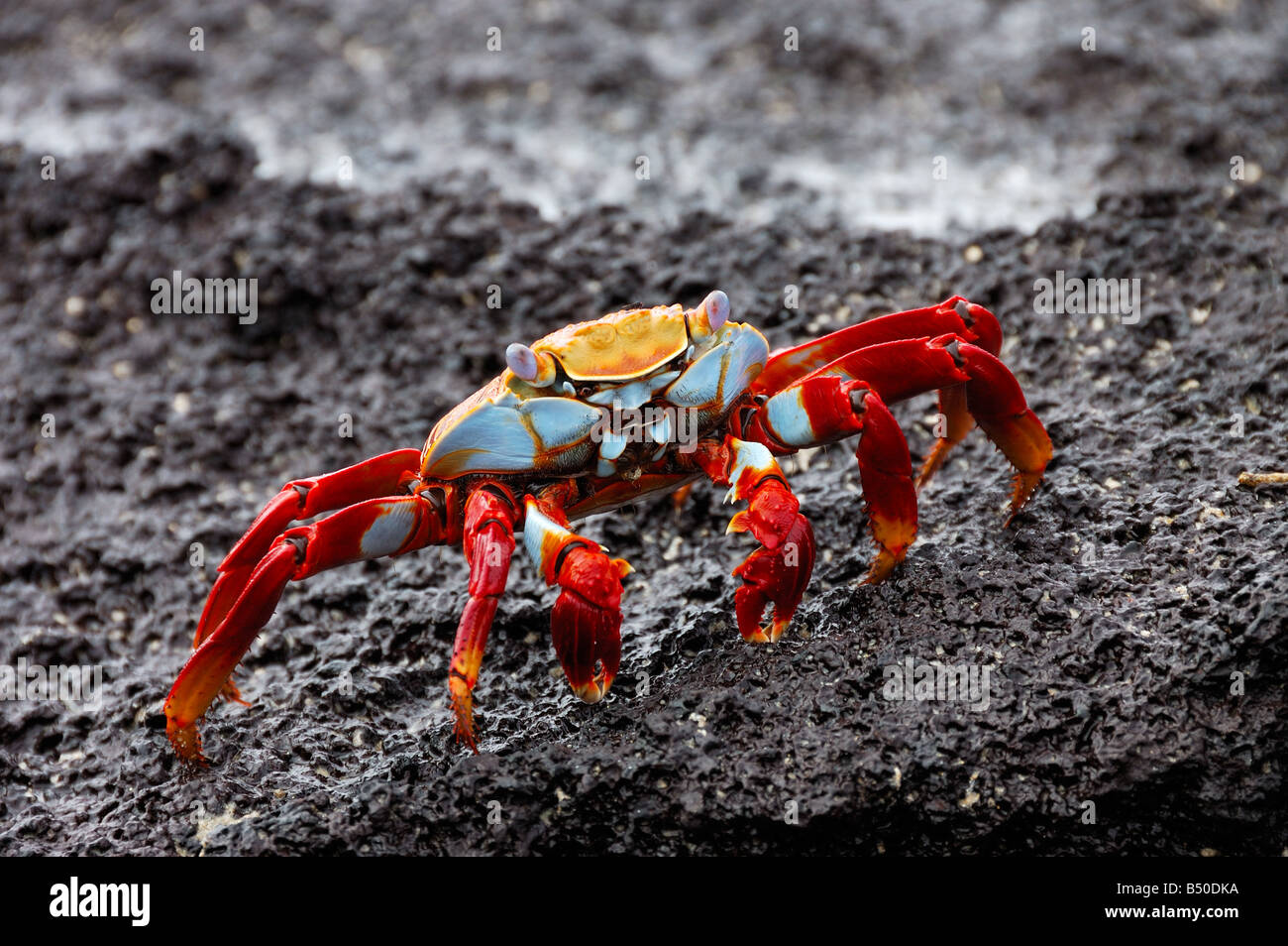 Sally lightfoot Krabben Grapsus Grapsus Galapagosinseln Ecuador Südamerika Stockfoto