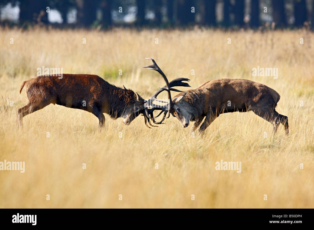 Rothirsch Cervus Elaphus Hirsche kämpfen während der Brunftzeit Saison Richmond Park in London Stockfoto
