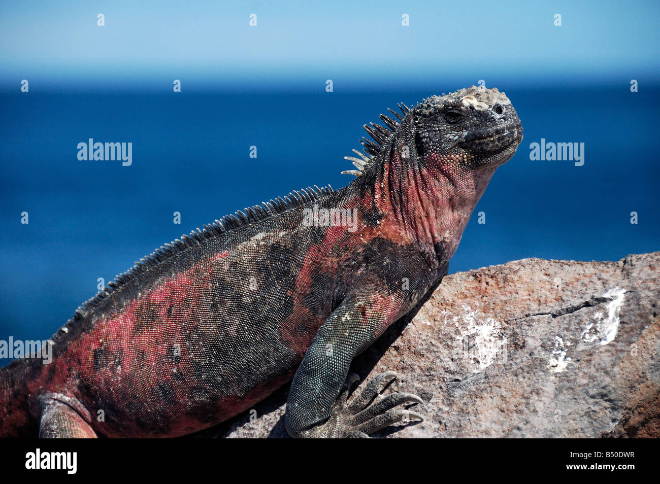 Marinen Leguanen Amblyrhynchus Cristatus Galapagosinseln Ecuador Südamerika Stockfoto