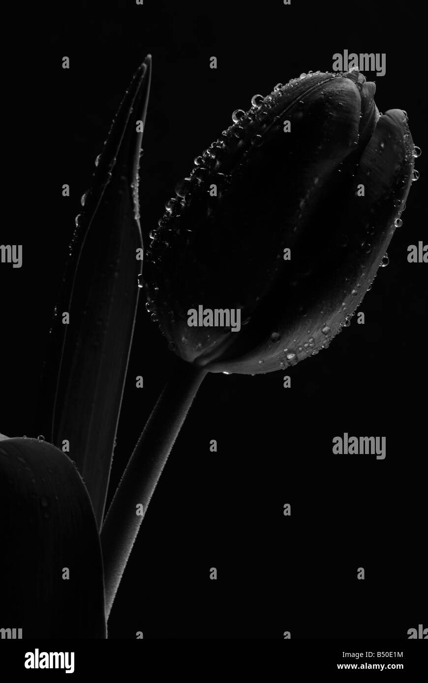 Silhouette Blume eine Tulpe in schwarz und weiß auf schwarzem Hintergrund Stockfoto