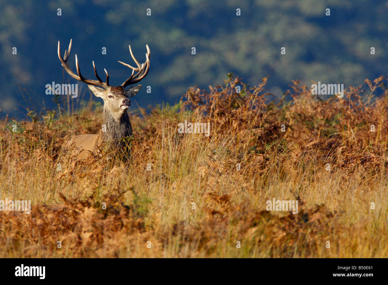 Rothirsch Cervus Elaphus Hirsch stehend alert Richmond Park in London suchen Stockfoto