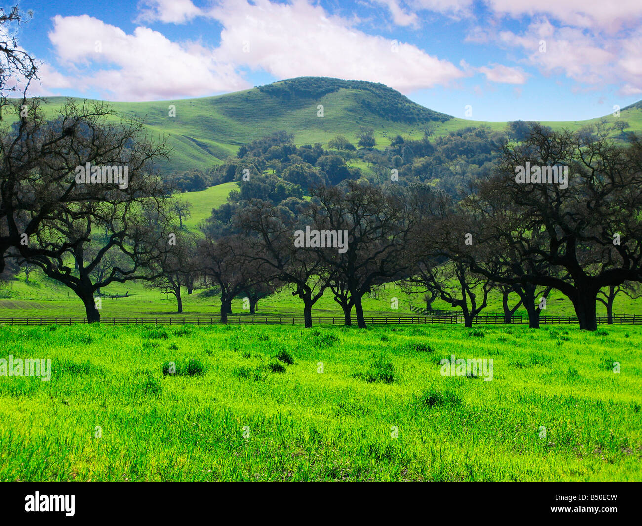 Oaks in Kalifornien ein Frühlingsgrün Weide Stockfoto