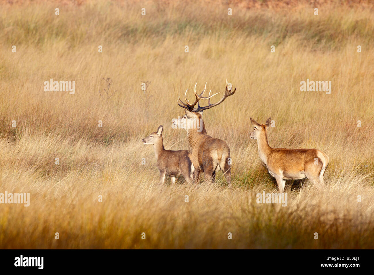 Rothirsch Cervus Elaphus Hirsch mit Hinds alert Richmond Park in London suchen Stockfoto