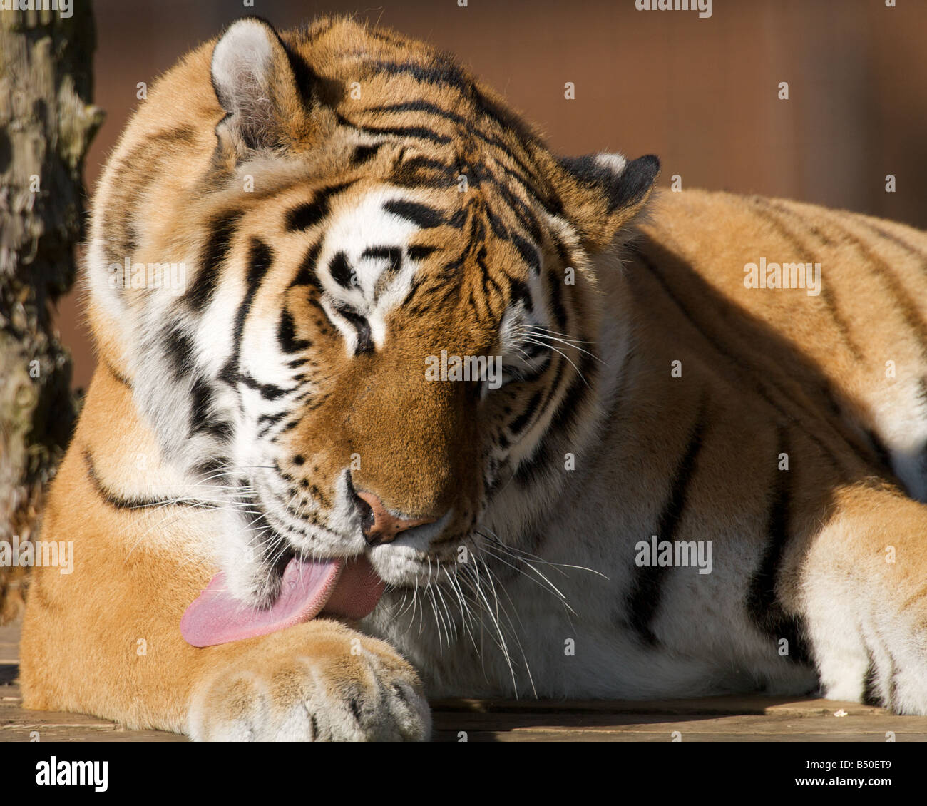 Gefangenschaft tiger Stockfoto