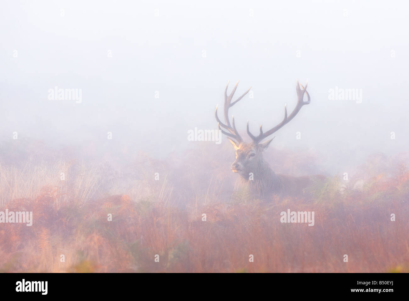 Rothirsch Cervus Elaphus Hirsch Warnung im frühen Morgennebel Richmond Park in London suchen Stockfoto