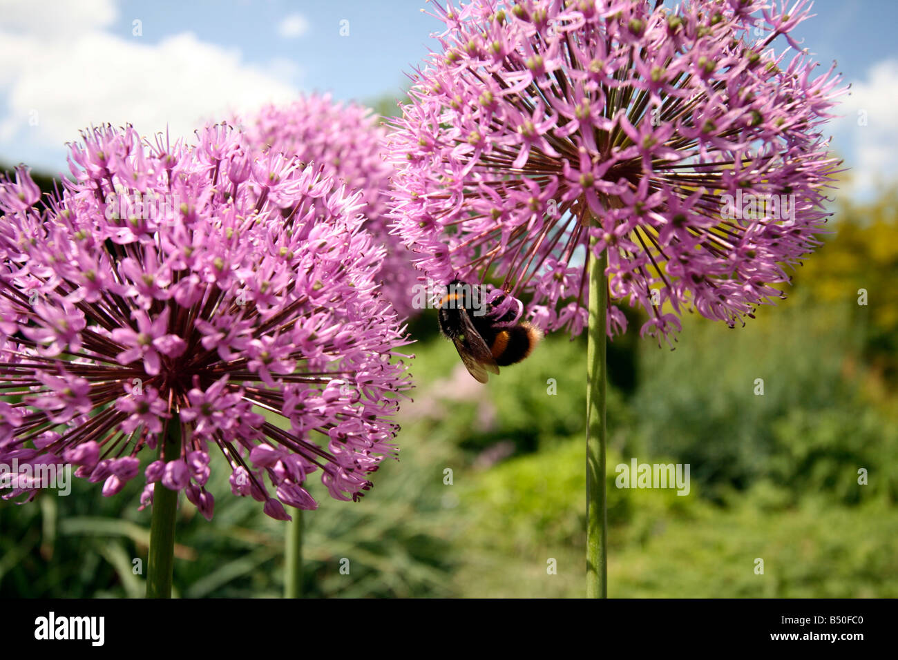 Bumble Bee sammeln Nektar aus einem Blütenstand von Allium Stockfoto