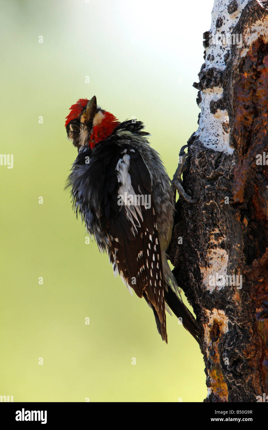 Rot-Himalaja-im Sphyrapicus Nuchalis Fütterung auf Sap & Insekten aus Baumstamm im Red Rock Lakes Wildlife Refuge im Juli Stockfoto