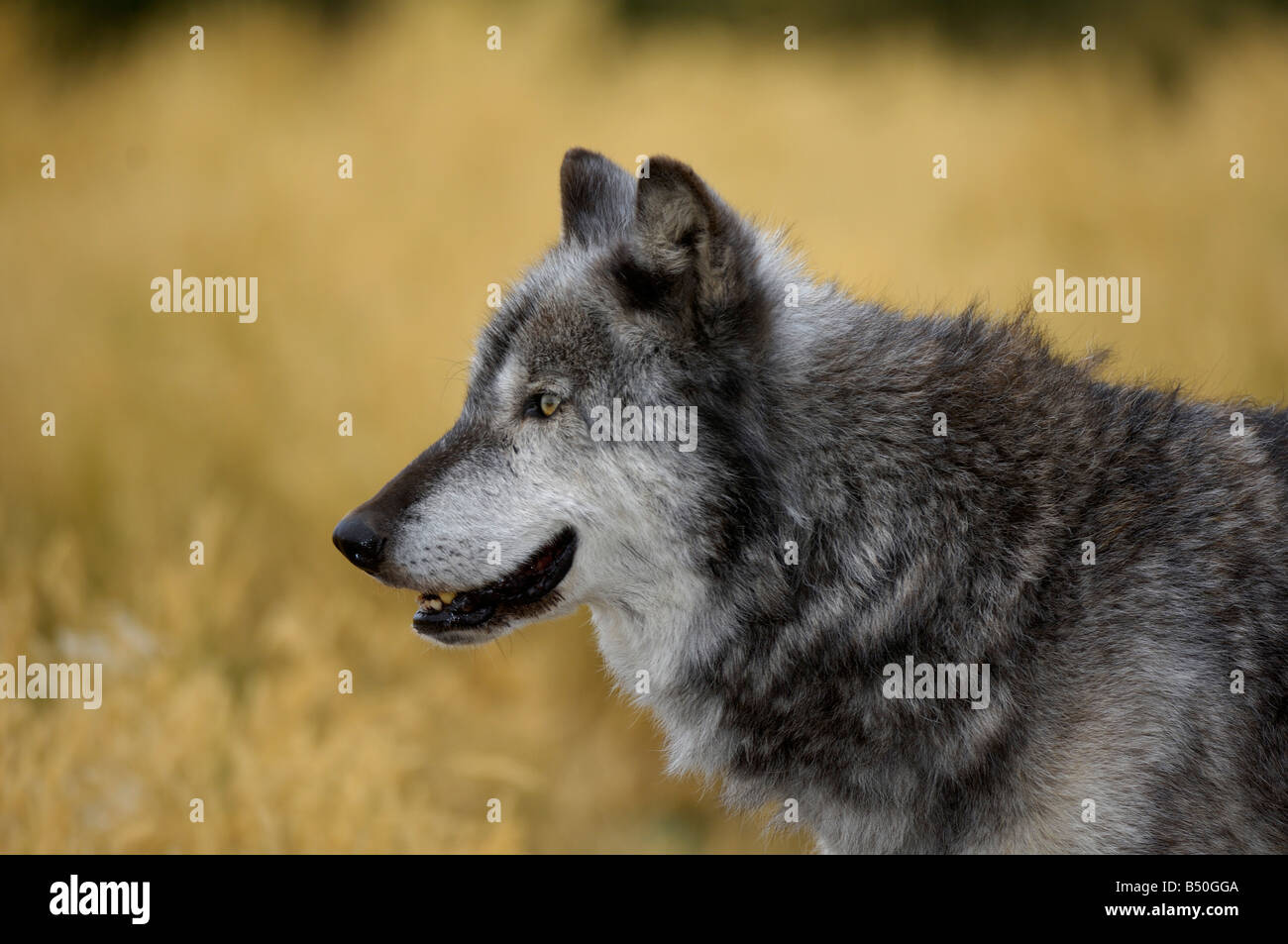 Grey Wolf, Canis lupus Stockfoto