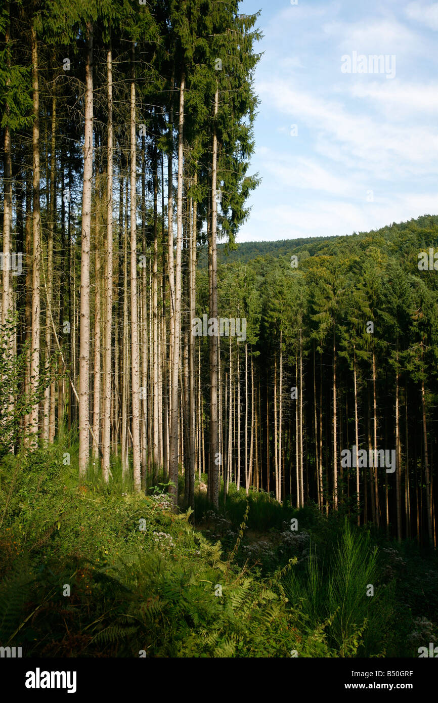 Sep 2008 - Kiefernwald in der Nähe von Haguenau Elsass Frankreich Stockfoto