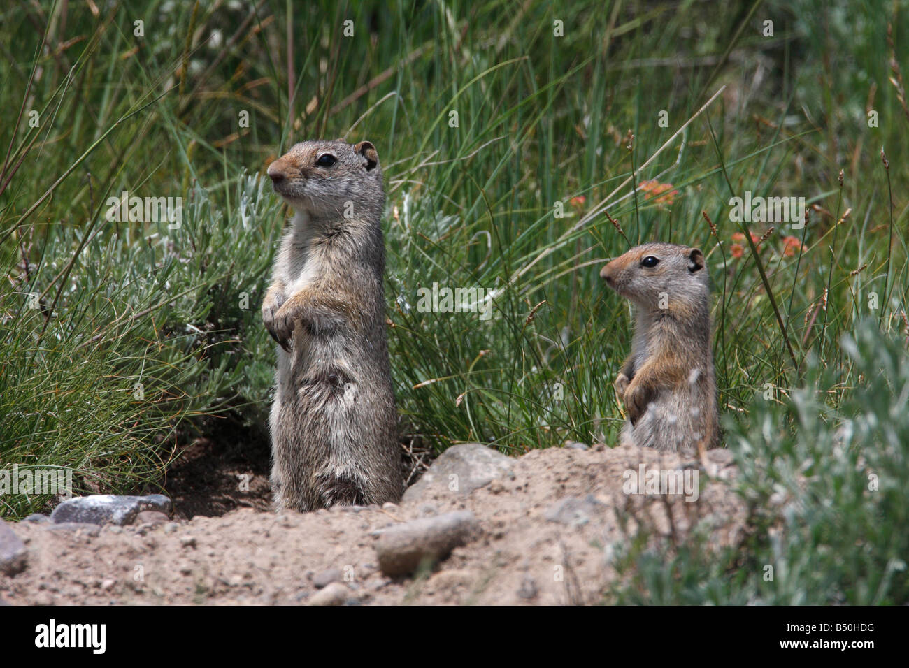 Uinta Grundeichhörnchen Spermophilus Armatus weibliche & juvenile stehend, schauen sich die Umgebung im Yellowstone Park Stockfoto