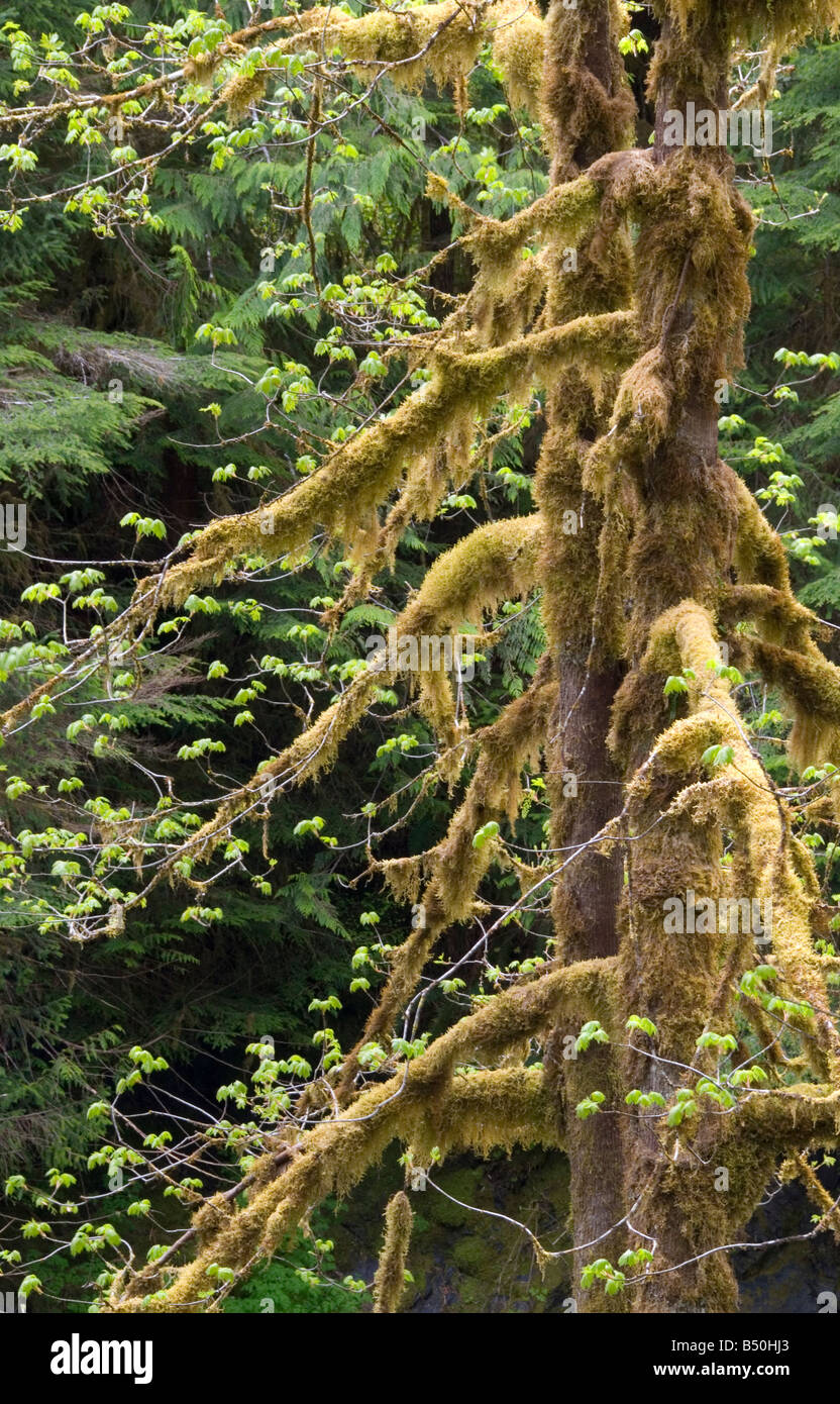 Bäume und Moos entlang Sol Duc Road, Olympic Nationalpark, Washington State Stockfoto