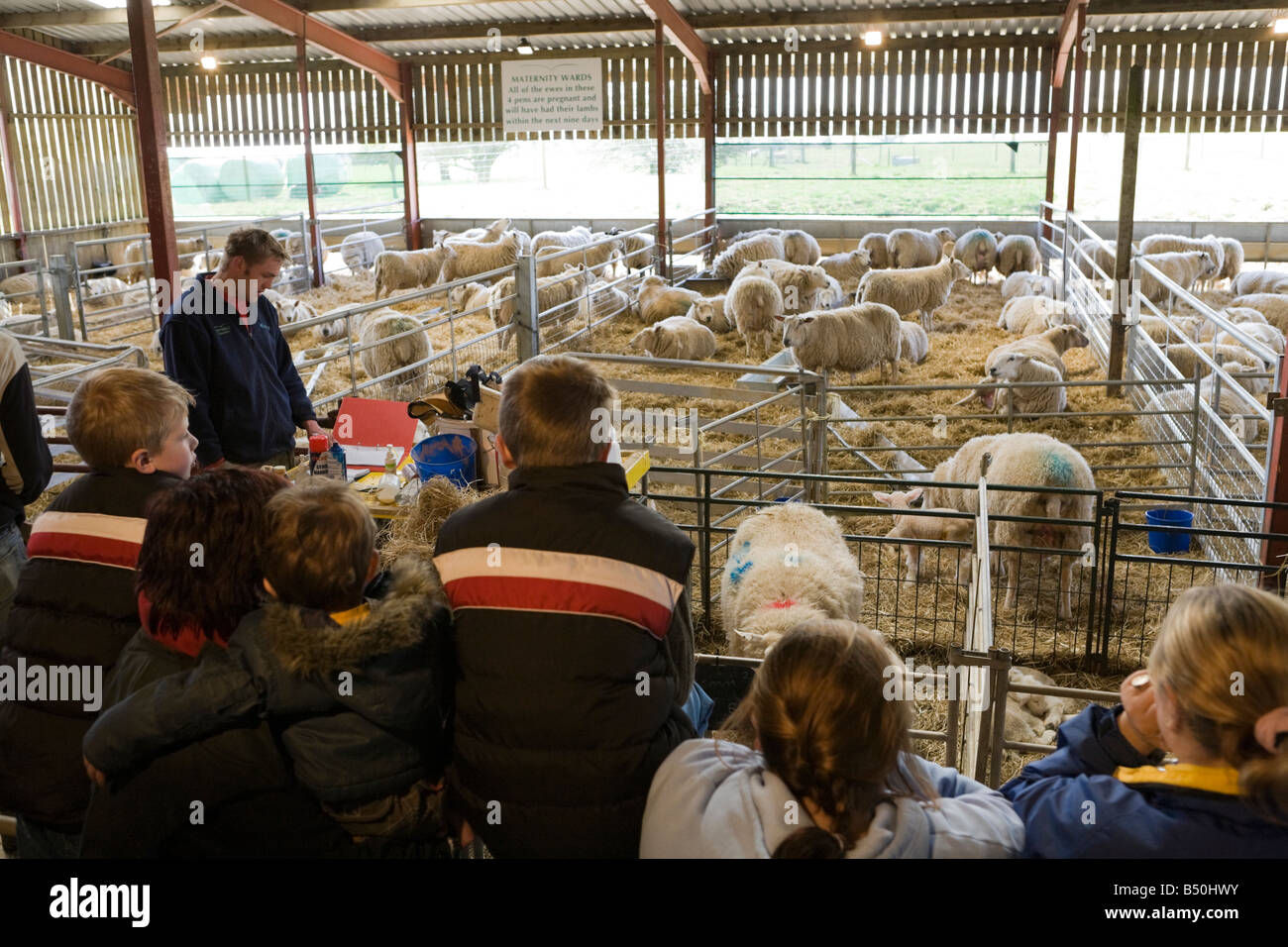 Öffentliche Demonstration der Klage im Cotswold Farm Park, in der Nähe von Guiting Power, Gloucestershire, Großbritannien Stockfoto
