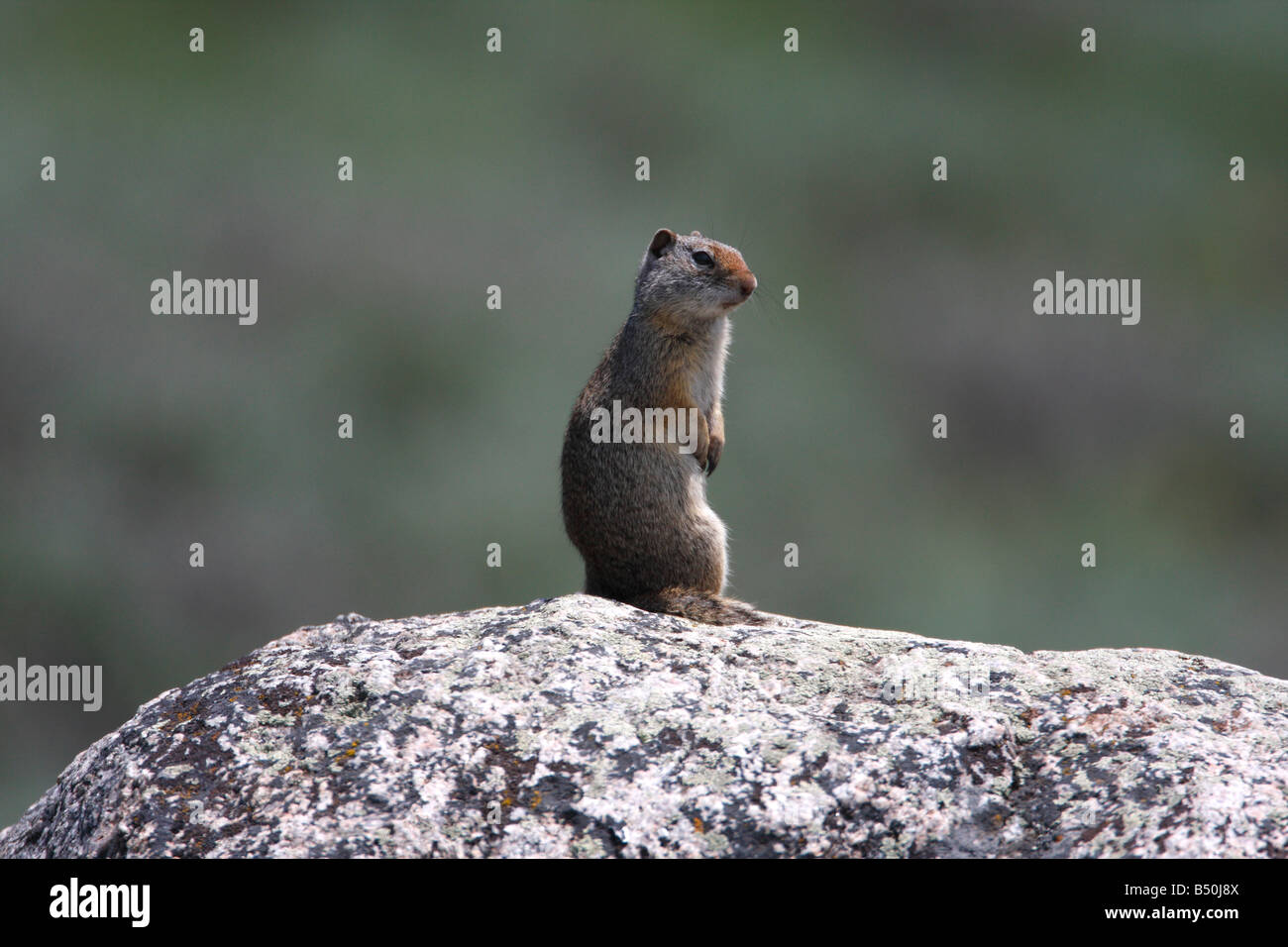 Uinta Grundeichhörnchen Spermophilus Armatus auf Felsen sitzen und Check-out Umgebung im Yellowstone Park im Juli Stockfoto
