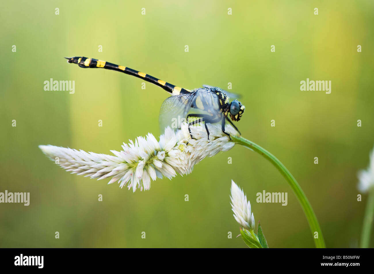 Ictinogomphus Rapax. Indische Clubtail Libelle in der indischen Landschaft. Andhra Pradesh, Indien Stockfoto