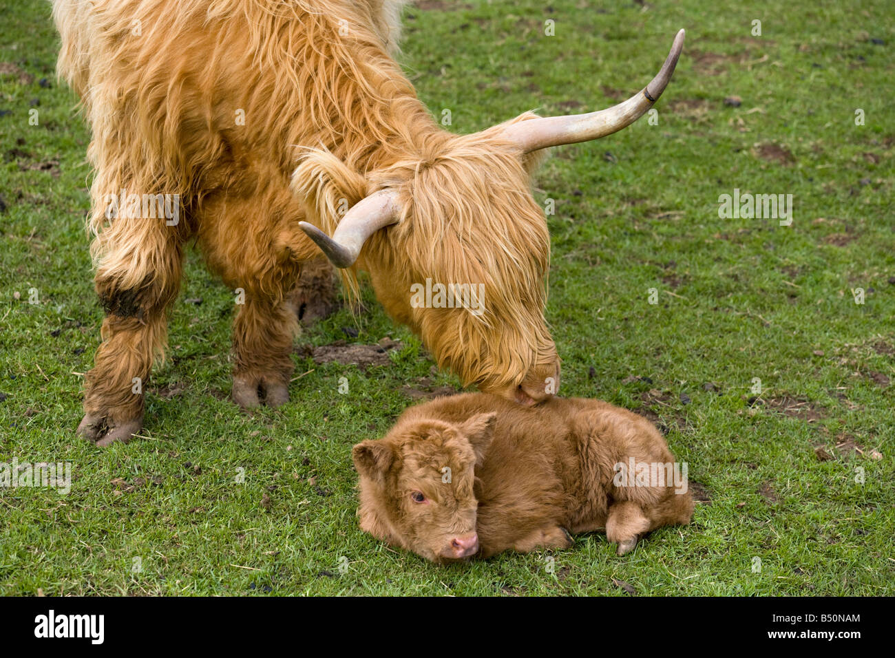 Kuh und Kalb im Cotswold Farm Park, in der Nähe von Guiting Power, Gloucestershire UK Stockfoto