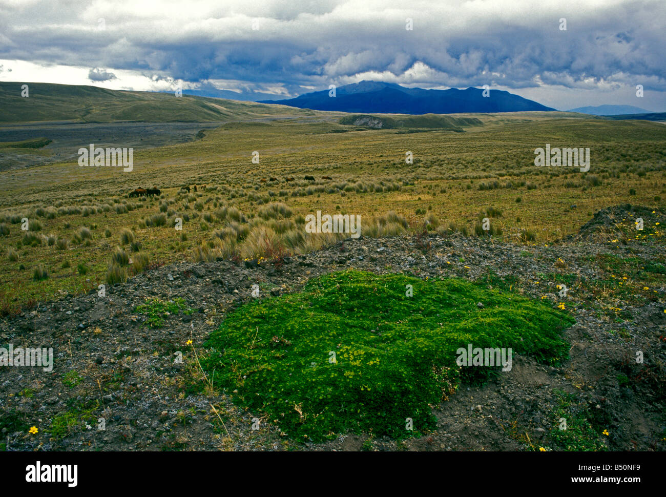 Vulkan Cotopaxi, Cotopaxi National Park, Parque Nacional Cotopaxi, der Provinz Cotopaxi, Ecuador, Südamerika Stockfoto