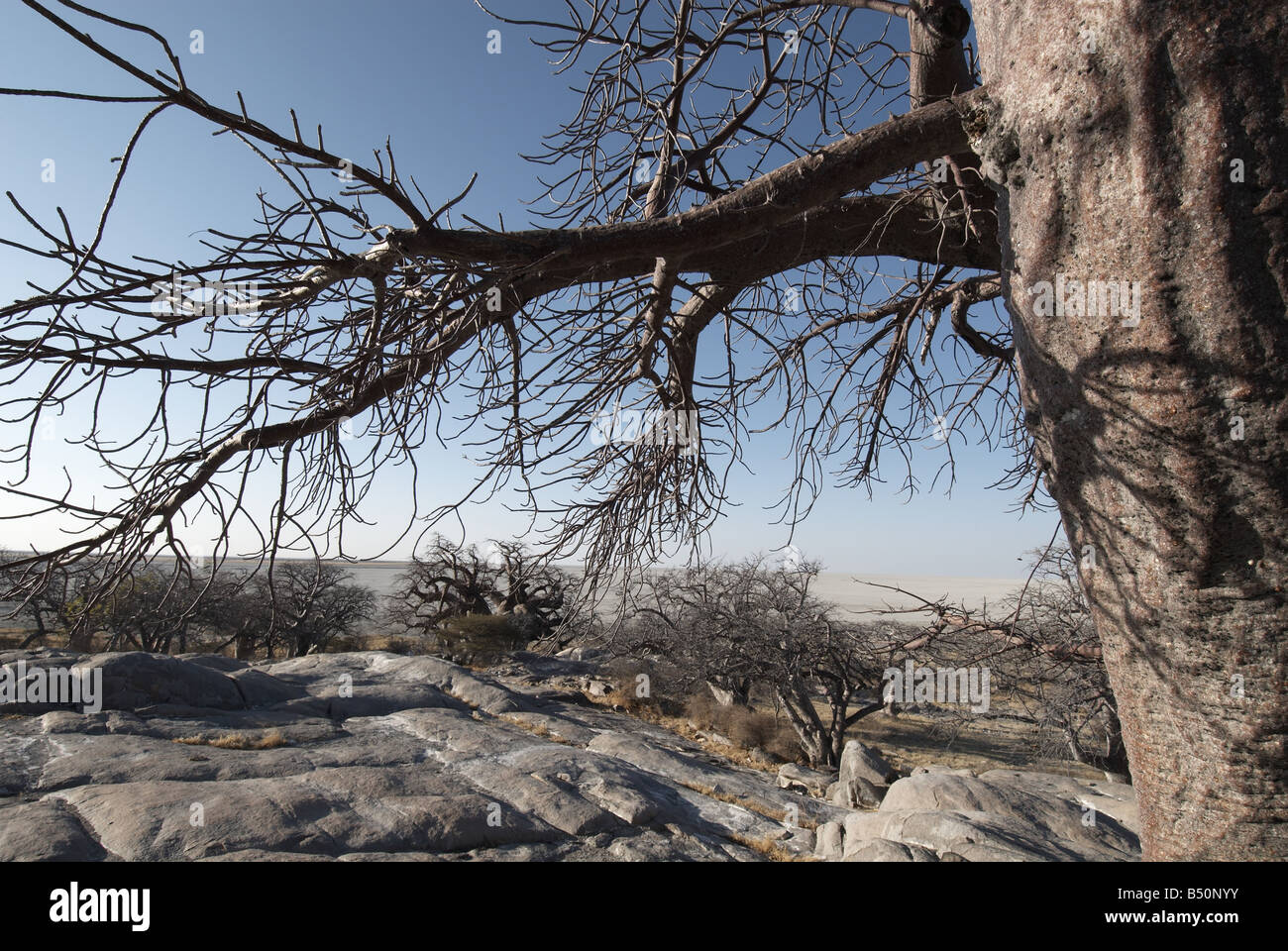 Makgadigadi Pans Botswana Afrika Stockfoto