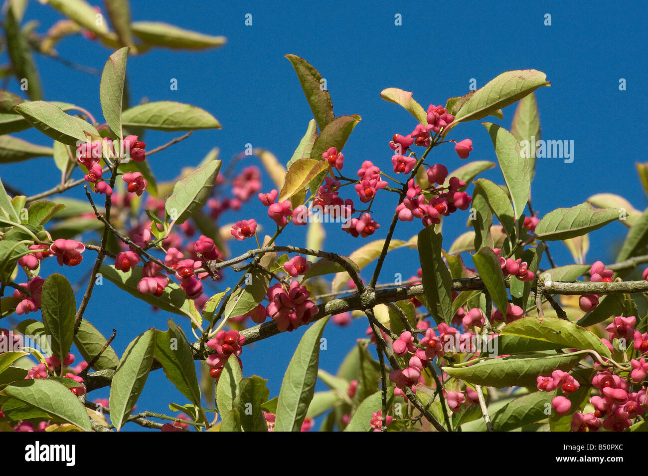 Chinesische Spindel Baum Früchte Euonymus Hamiltonianus vom Himalaya und Ost-China Stockfoto