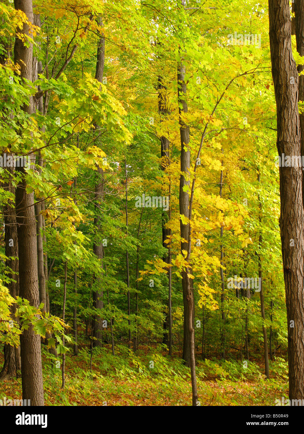 Wald-Szene im US-Bundesstaat New York USA, Herbst. Stockfoto