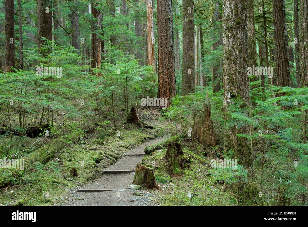Sol Duc Trail, Olympic Nationalpark, Washington State Stockfoto