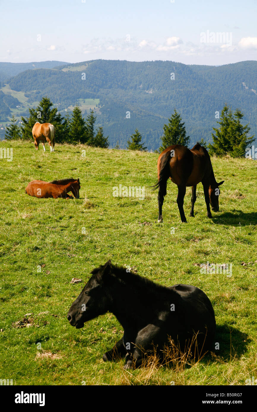Sep 2008 - Vogesen Elsass Frankreich Stockfoto