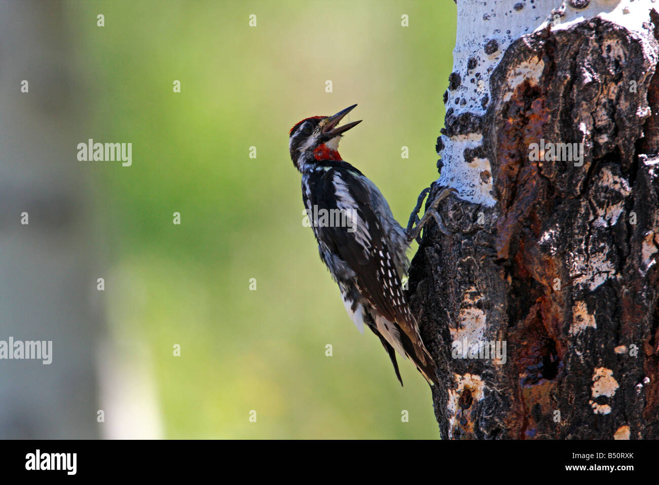 Rot-Himalaja-im Sphyrapicus Nuchalis Fütterung auf Sap & Insekten aus Baumstamm im Red Rock Lakes Wildlife Refuge im Juli Stockfoto