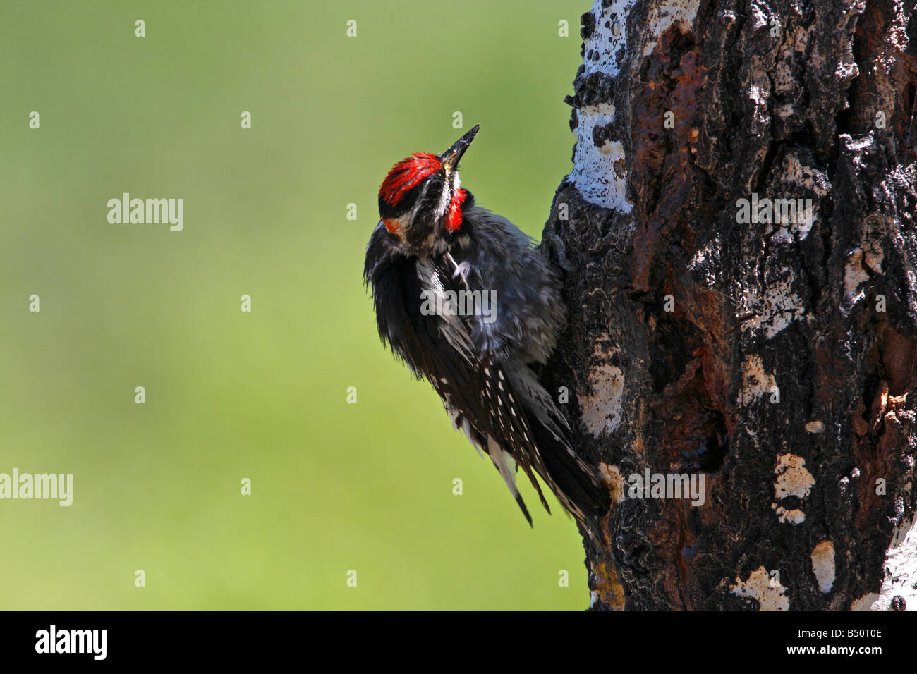 Rot-Himalaja-im Sphyrapicus Nuchalis Fütterung auf Sap & Insekten aus Baumstamm im Red Rock Lakes Wildlife Refuge im Juli Stockfoto