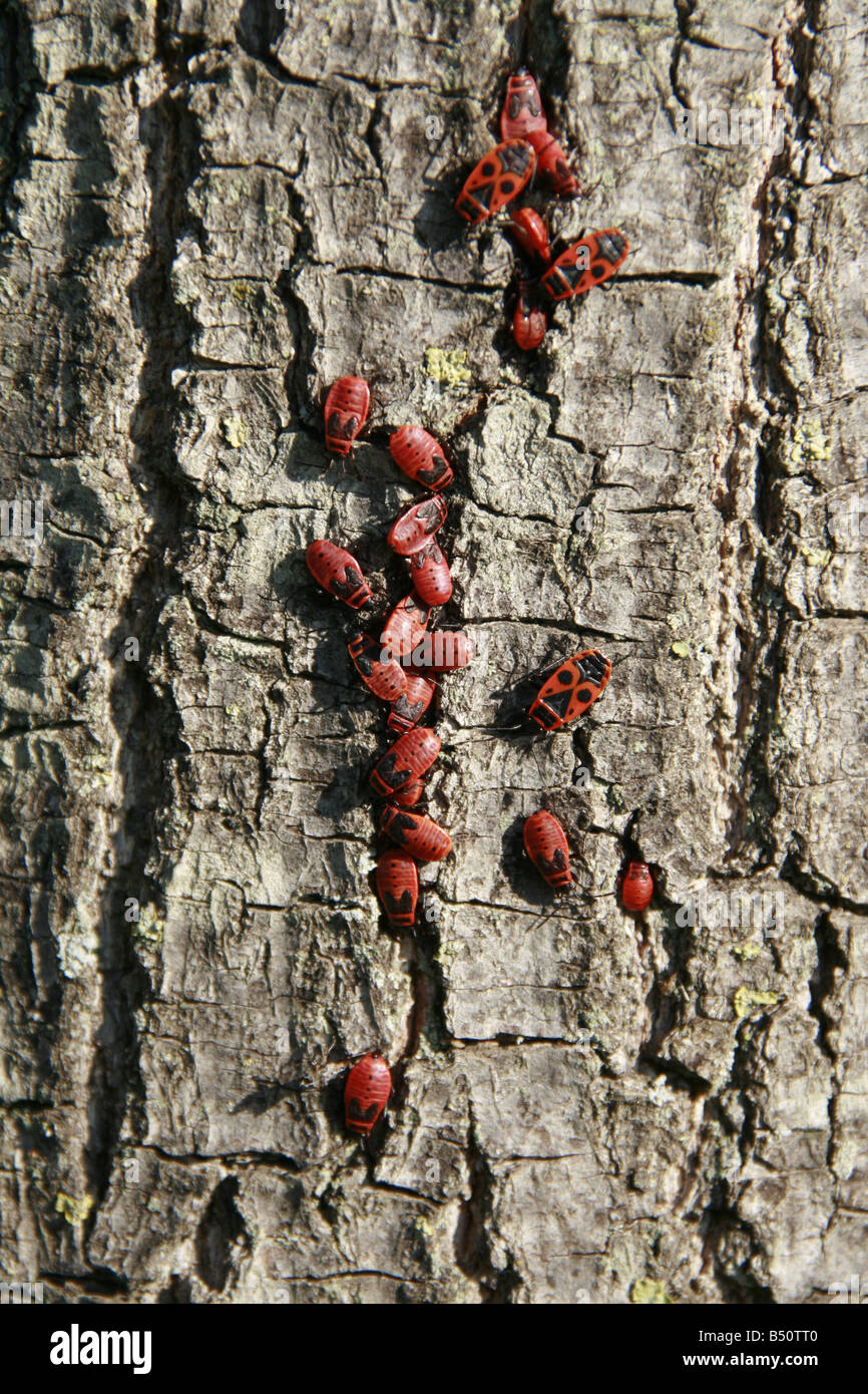 viele kleine rote Leuchtkäfer Pyrrhocoris auf Baumrinde Stockfoto