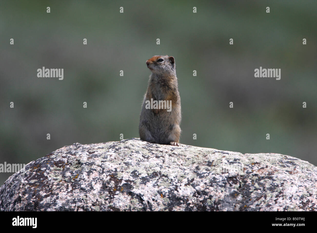 Uinta Grundeichhörnchen Spermophilus Armatus auf Felsen sitzen und Check-out Umgebung im Yellowstone Park im Juli Stockfoto