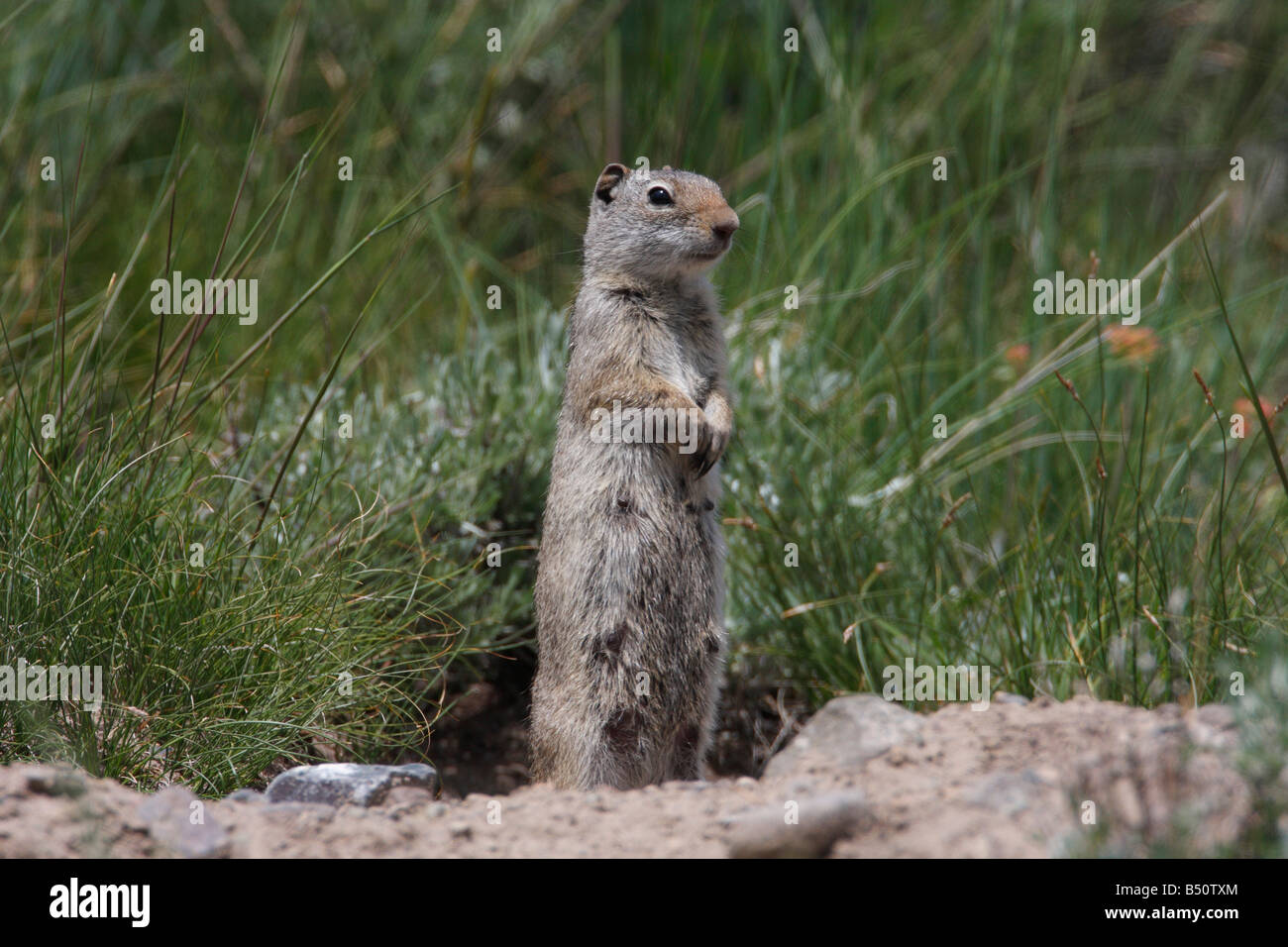 Uinta Grundeichhörnchen Spermophilus Armatus weibliche stehend & Warnung, check out Umgebung im Yellowstone Park Stockfoto